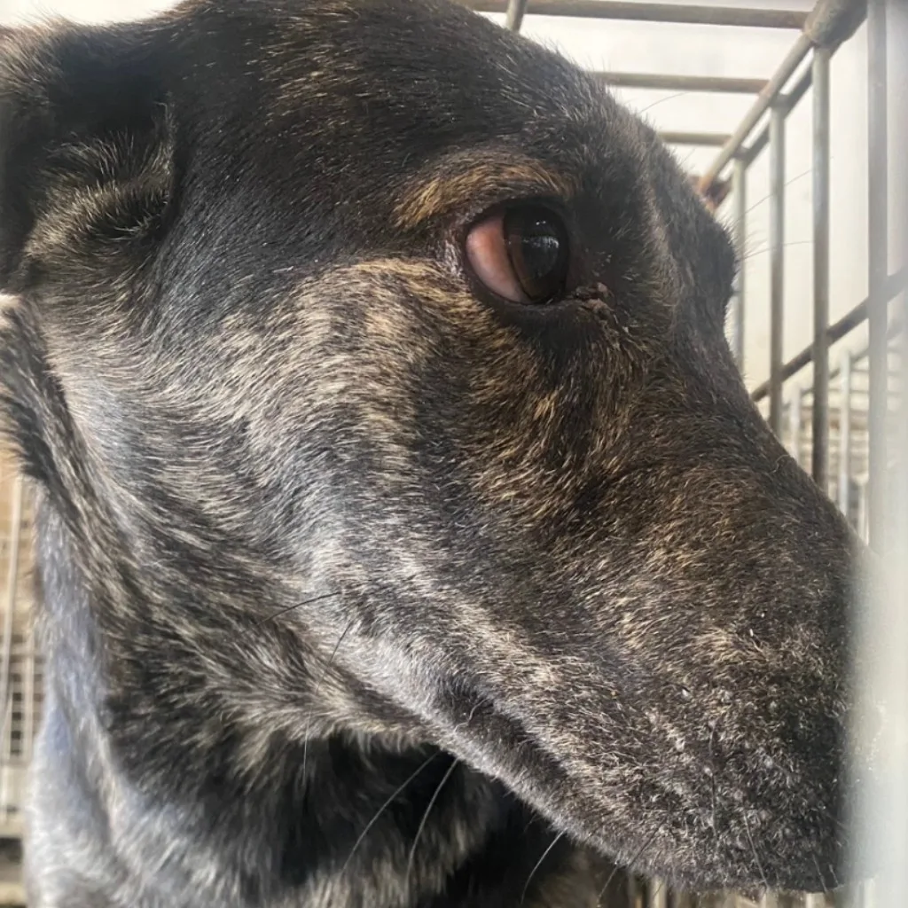 混種犬