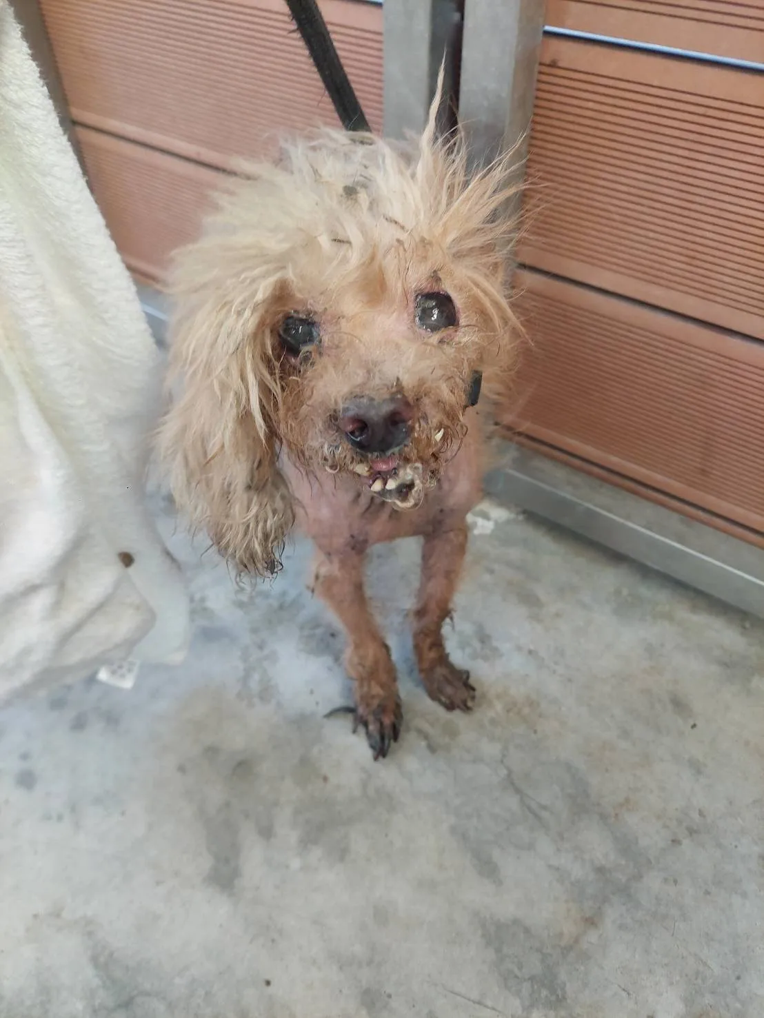 貴賓犬