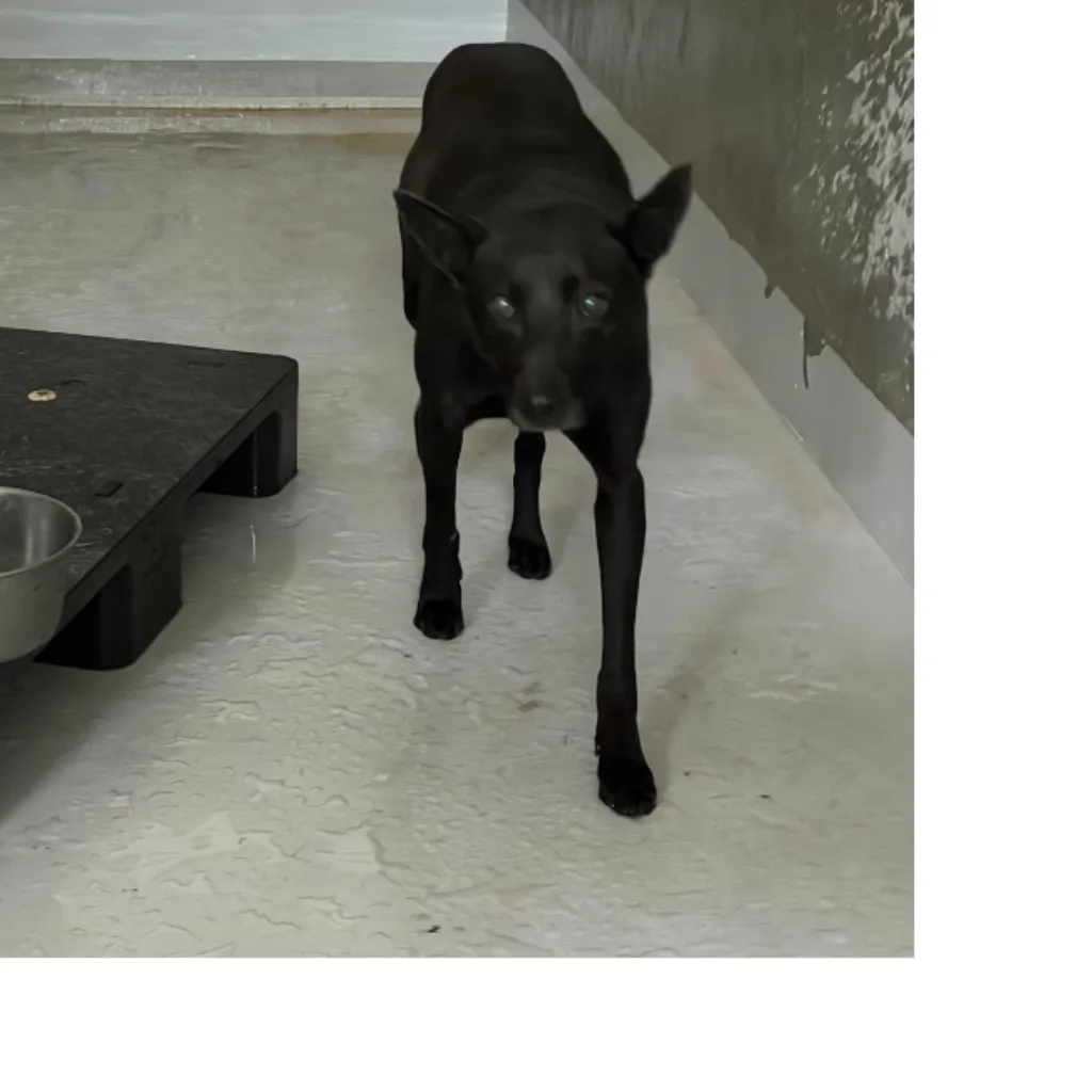 混種犬