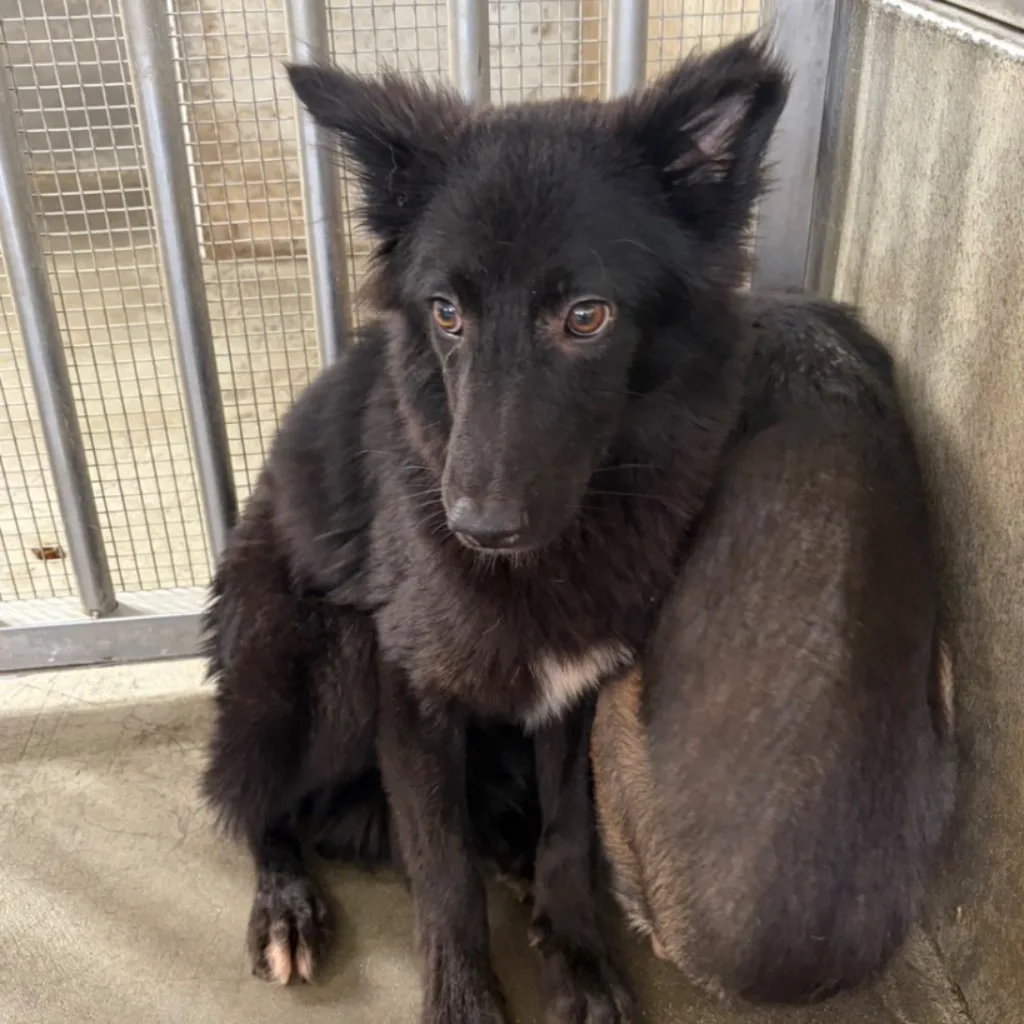 混種犬