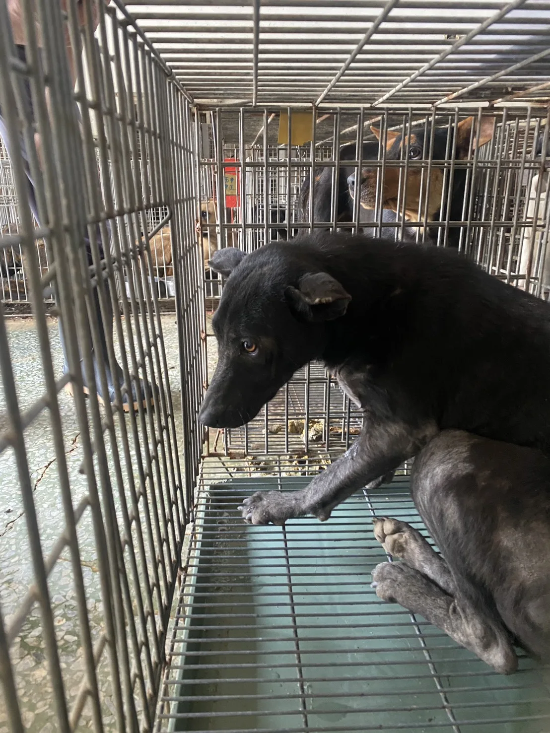 混種犬