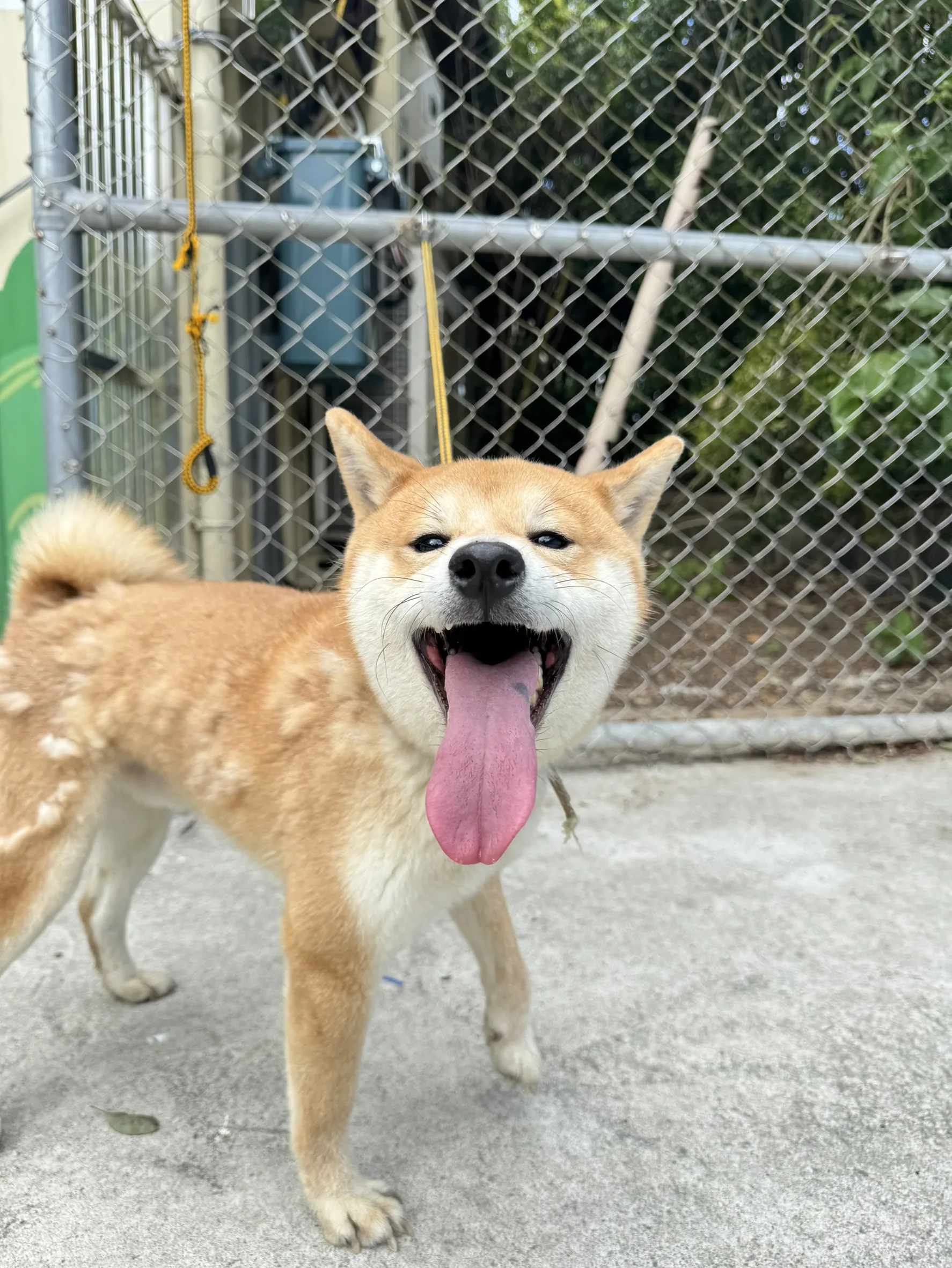 柴犬
