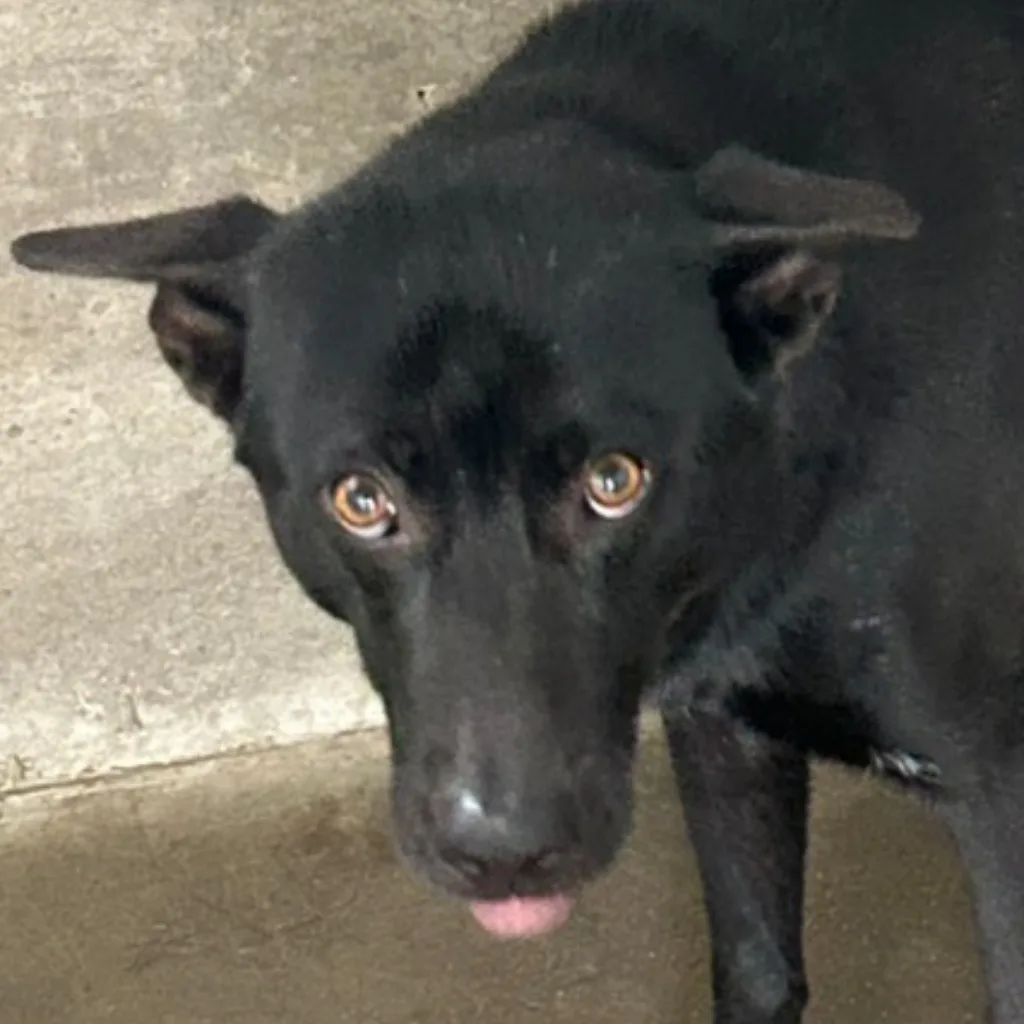 混種犬