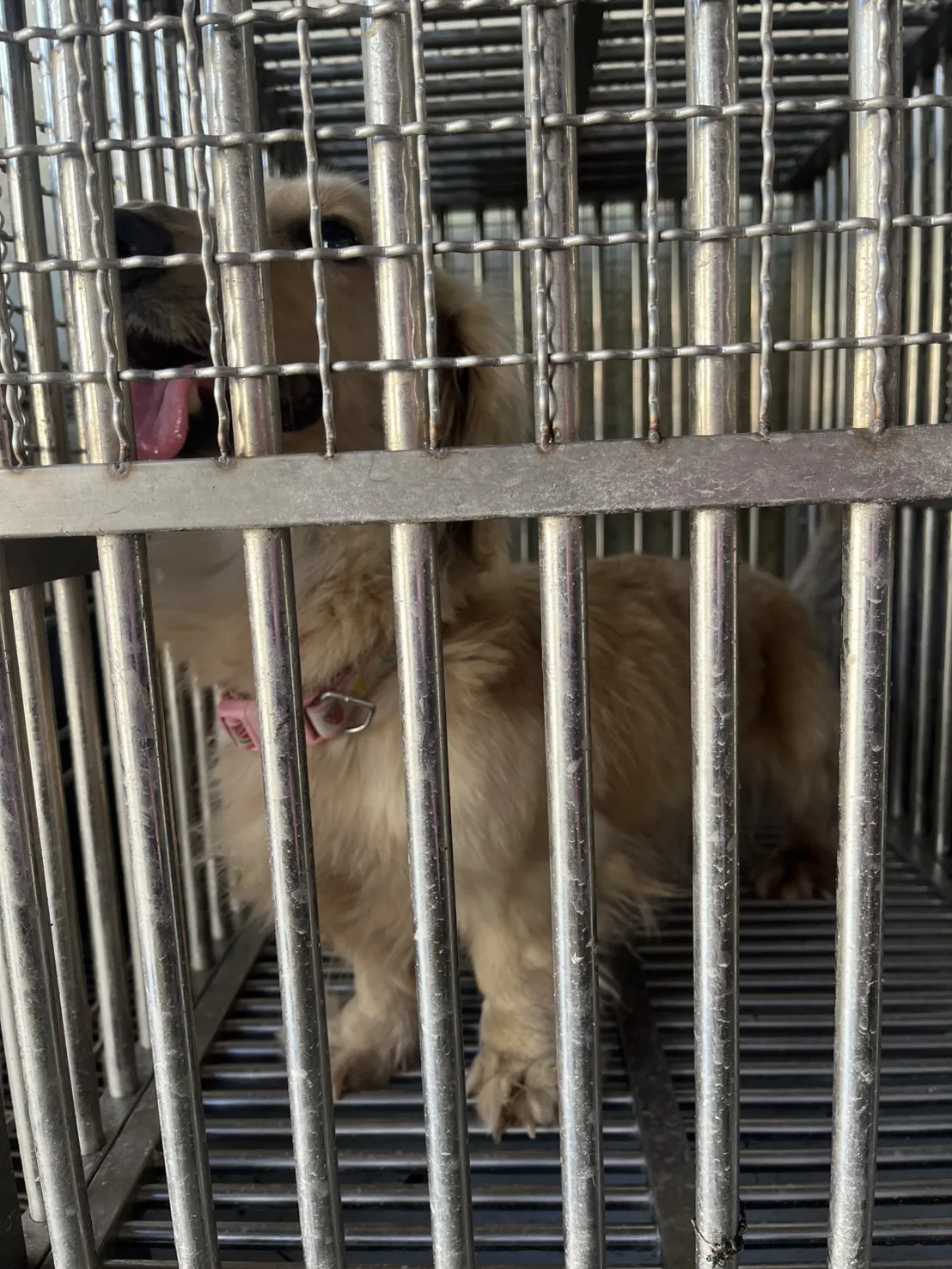 法國鬥牛犬