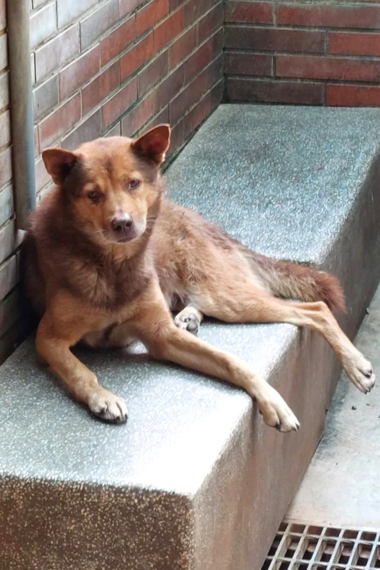混種犬