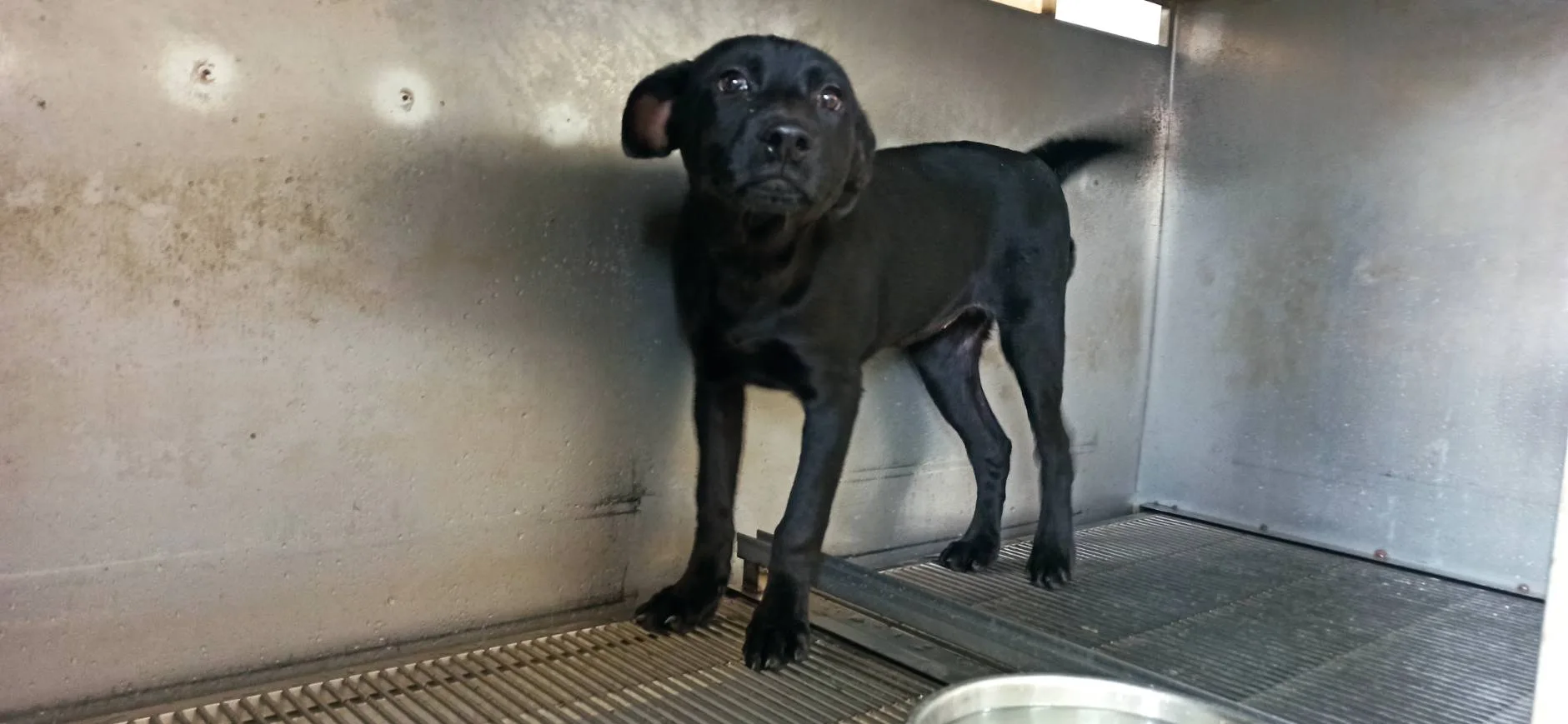 混種犬