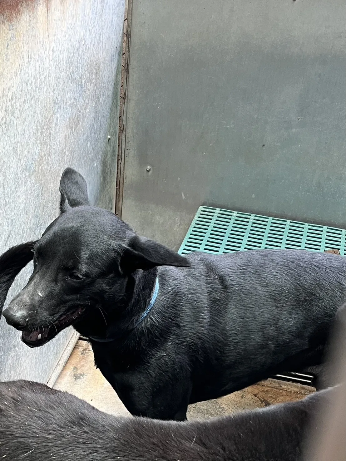 混種犬