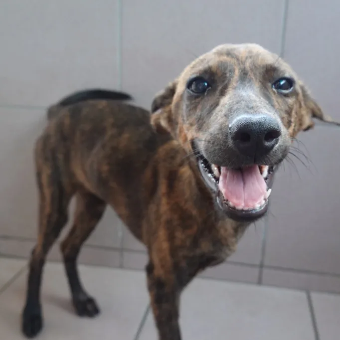 混種犬