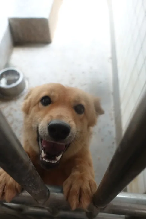 混種犬