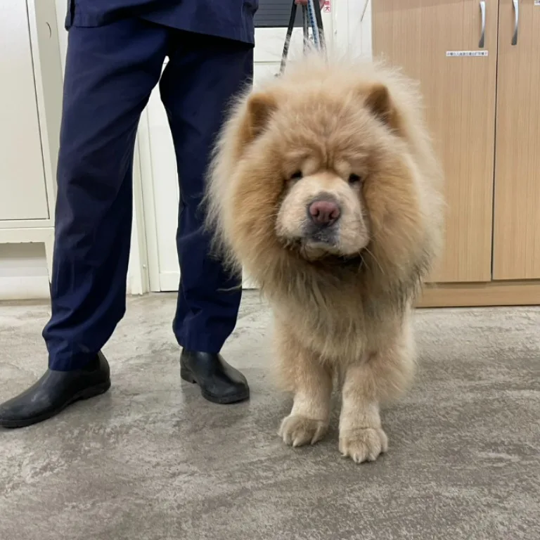 鬆獅犬