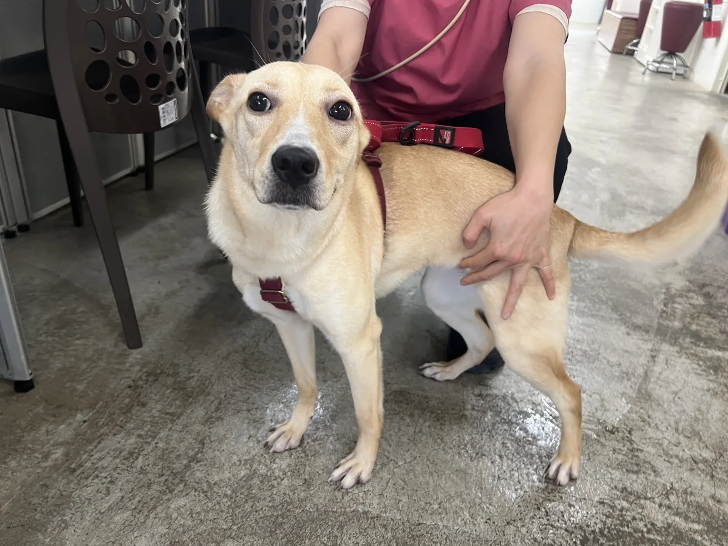 混種犬