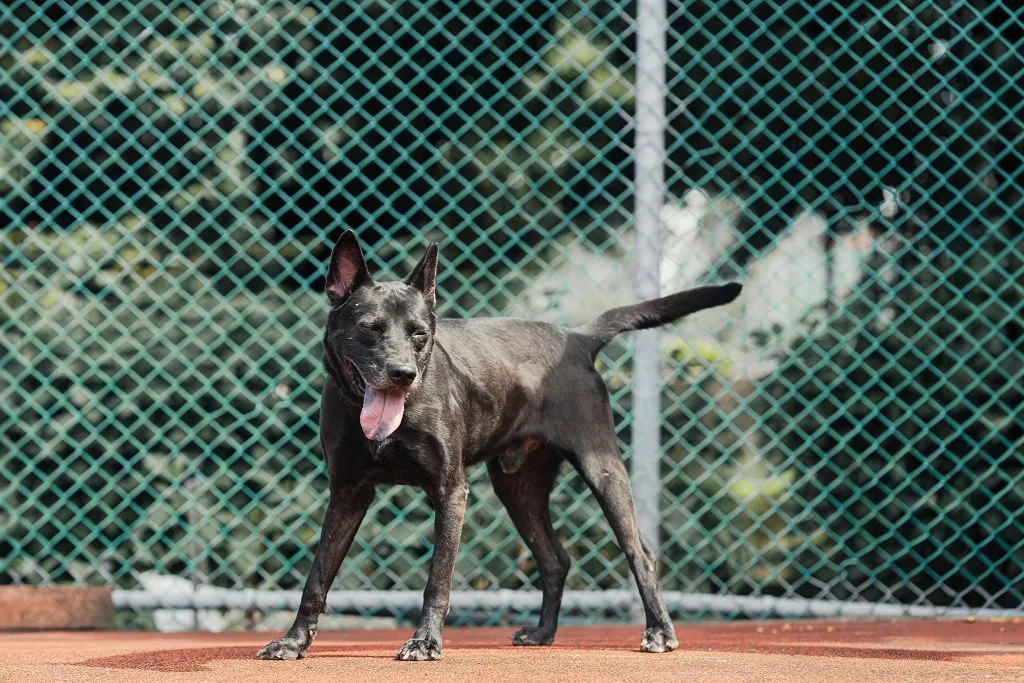 混種犬