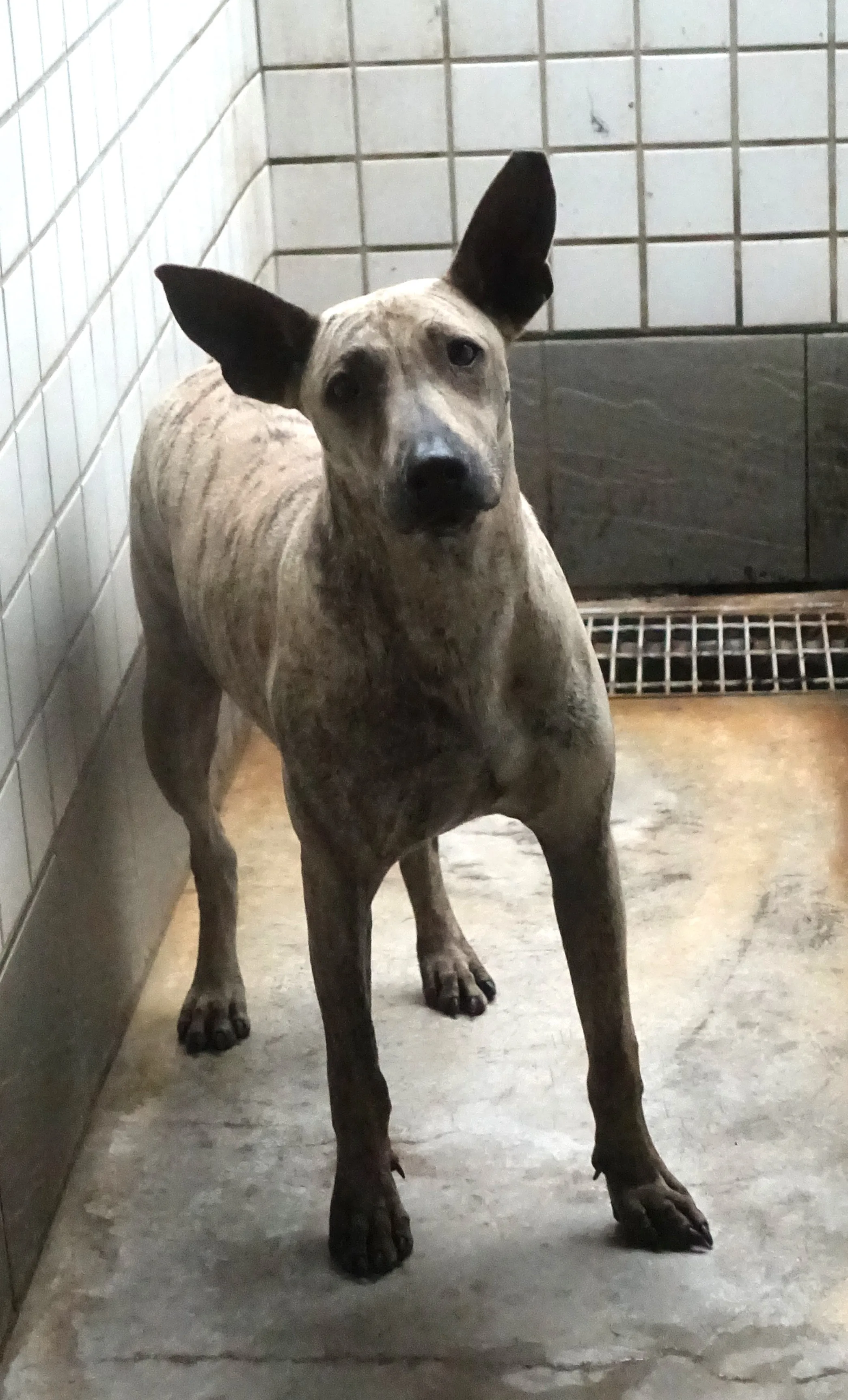 混種犬