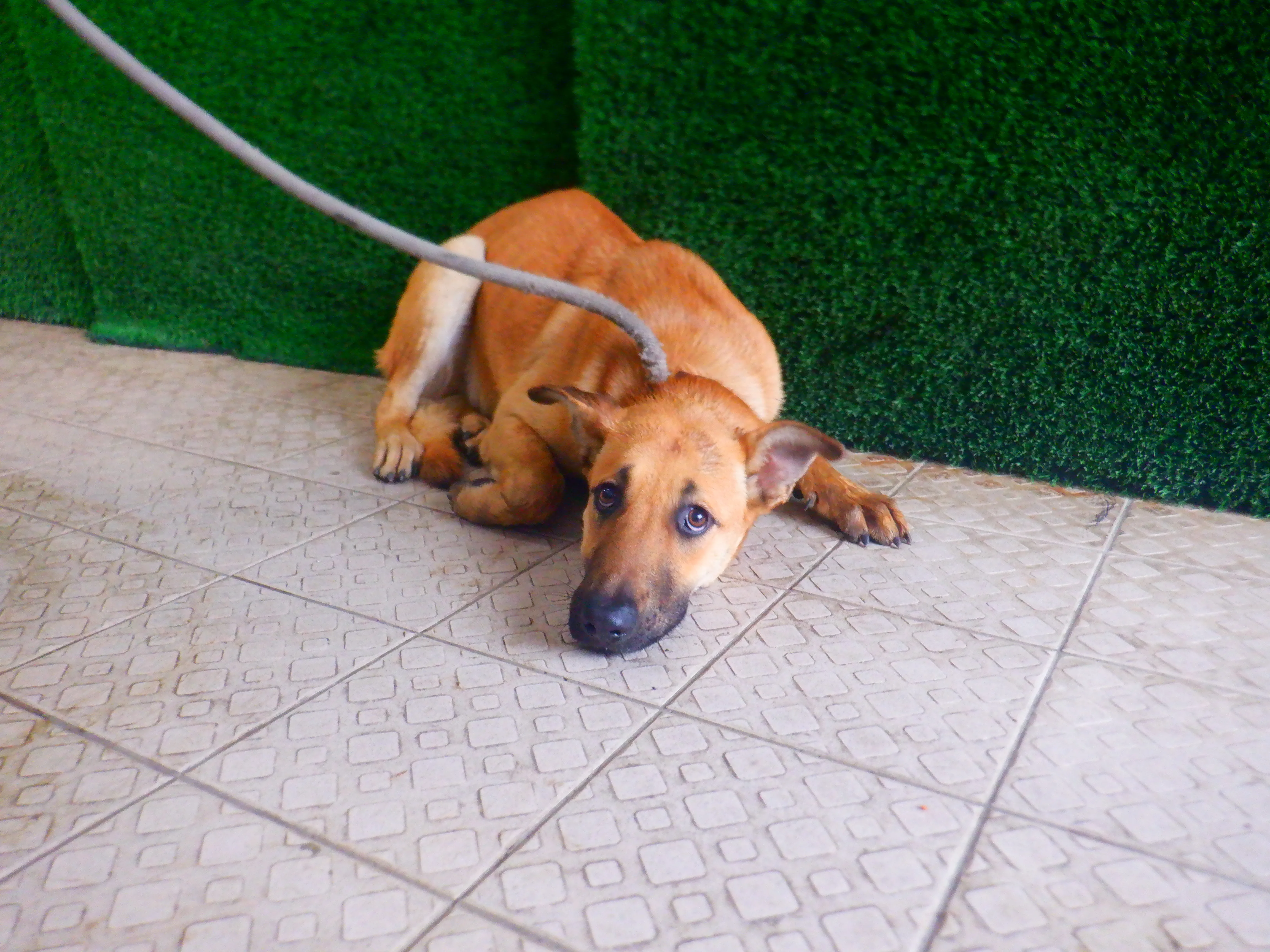 混種犬