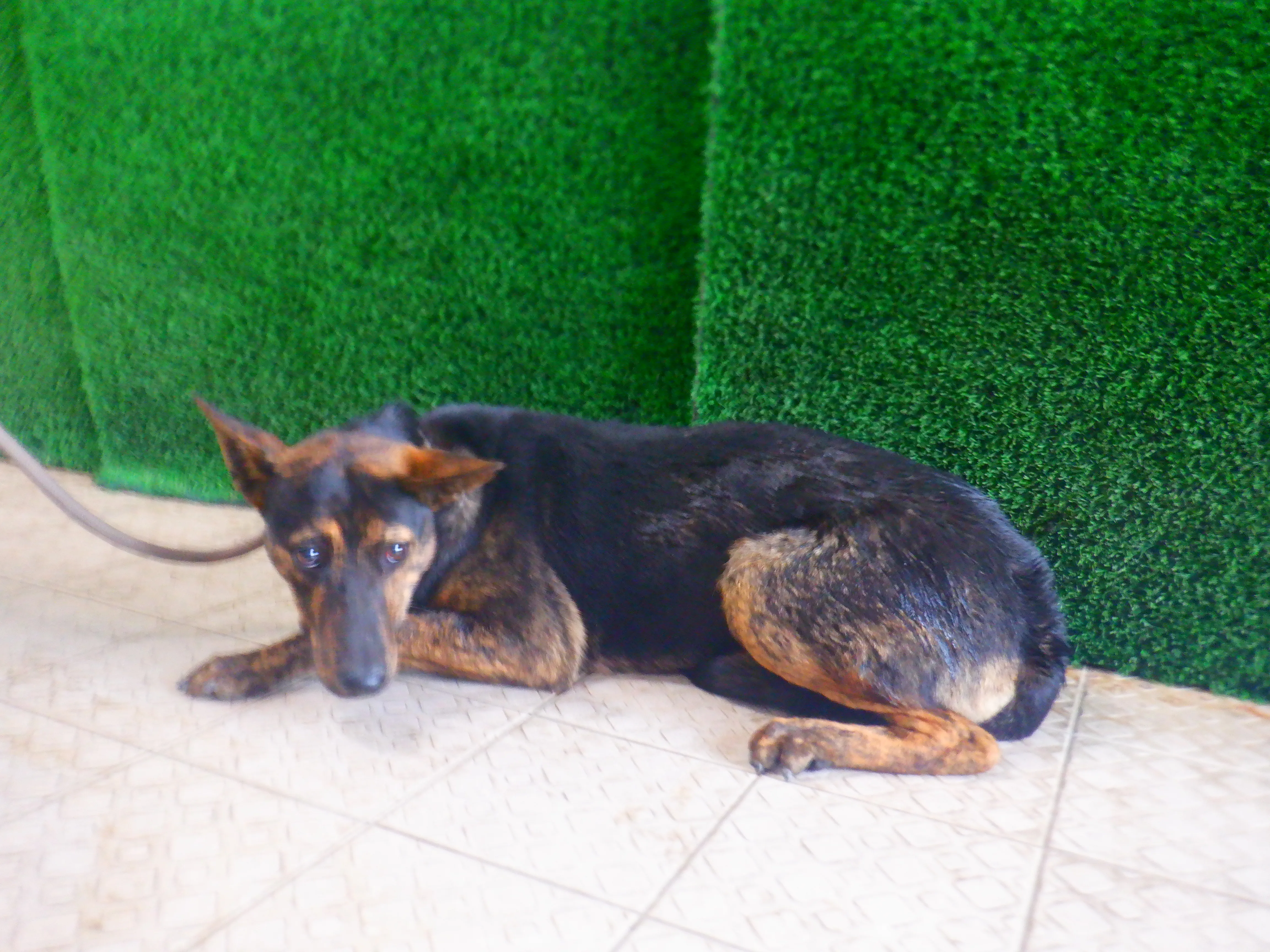 混種犬