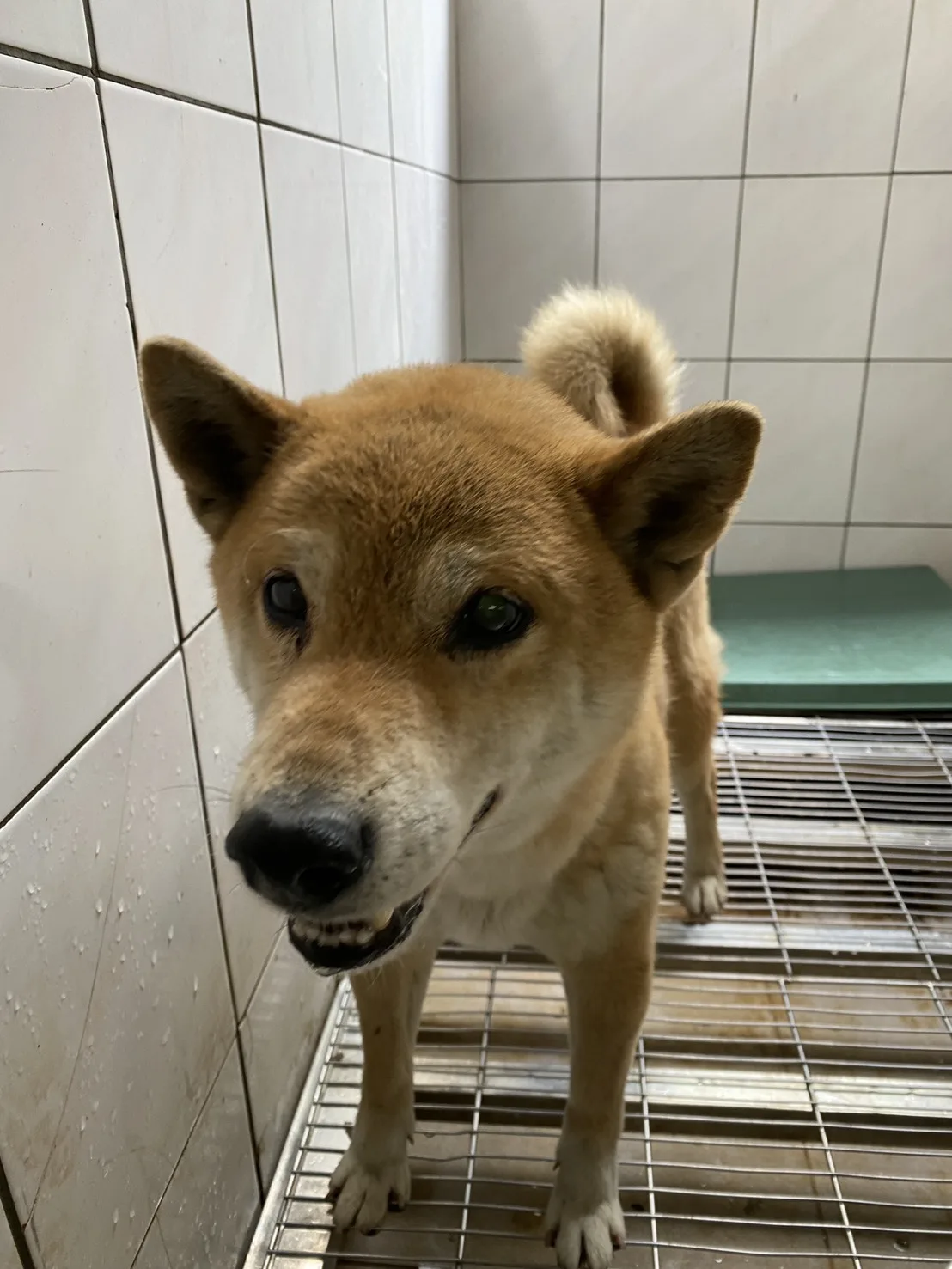 混種犬