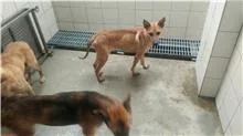 混種犬