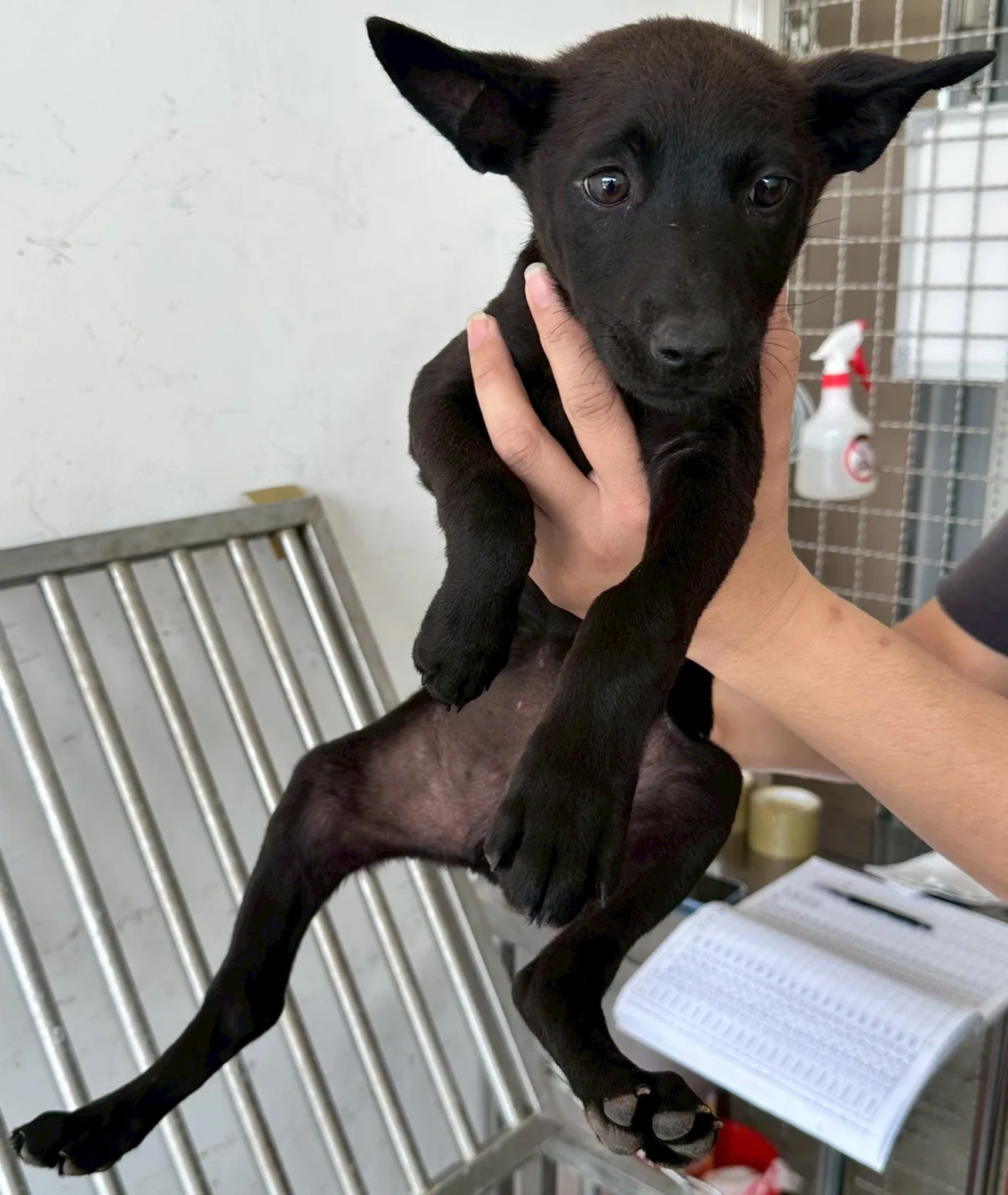 混種犬