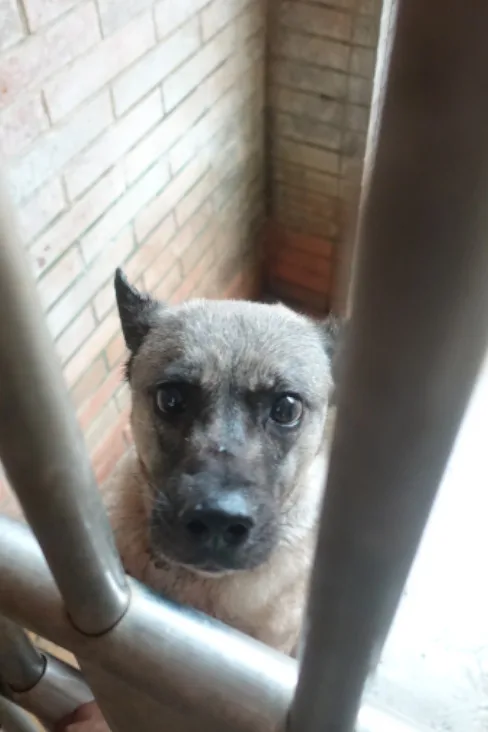 混種犬