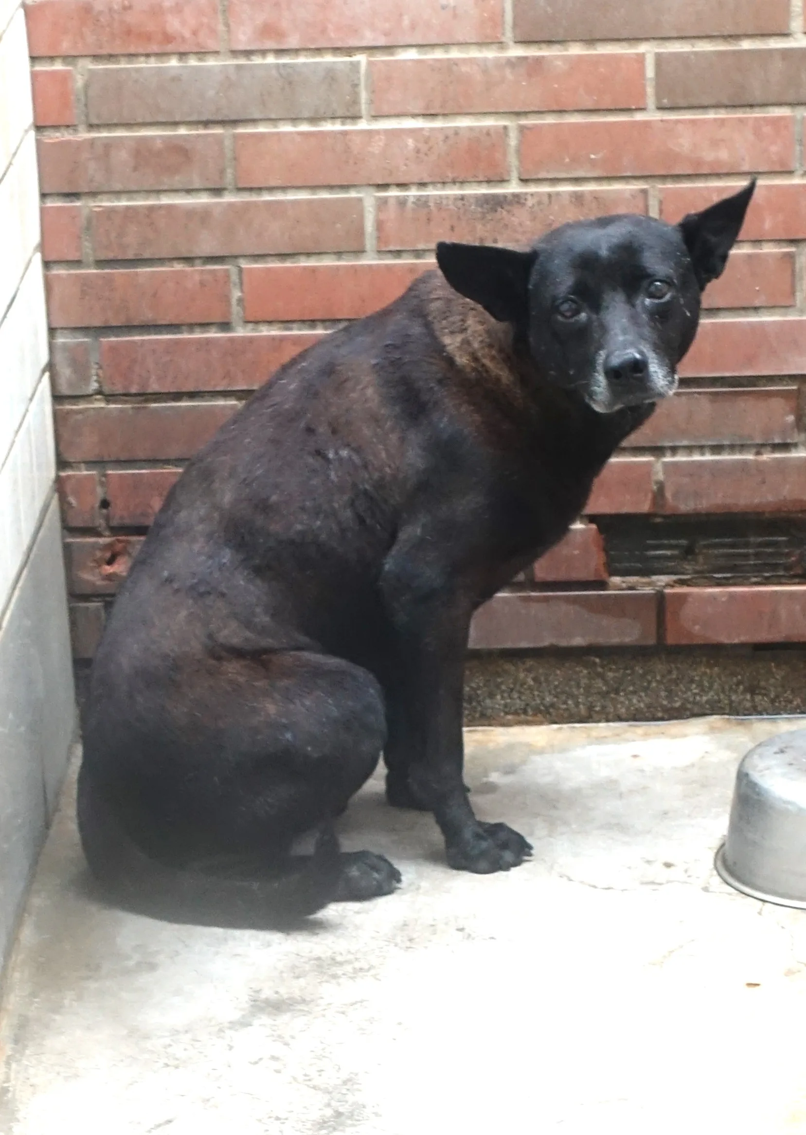 混種犬