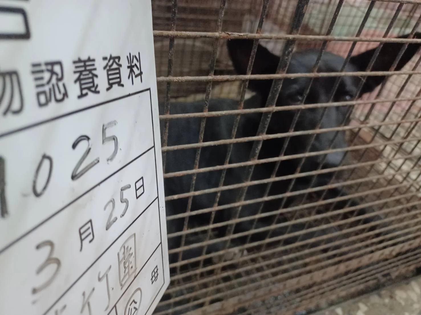 混種犬
