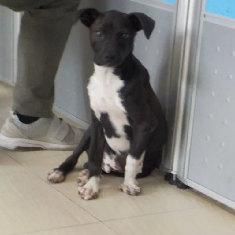 混種犬