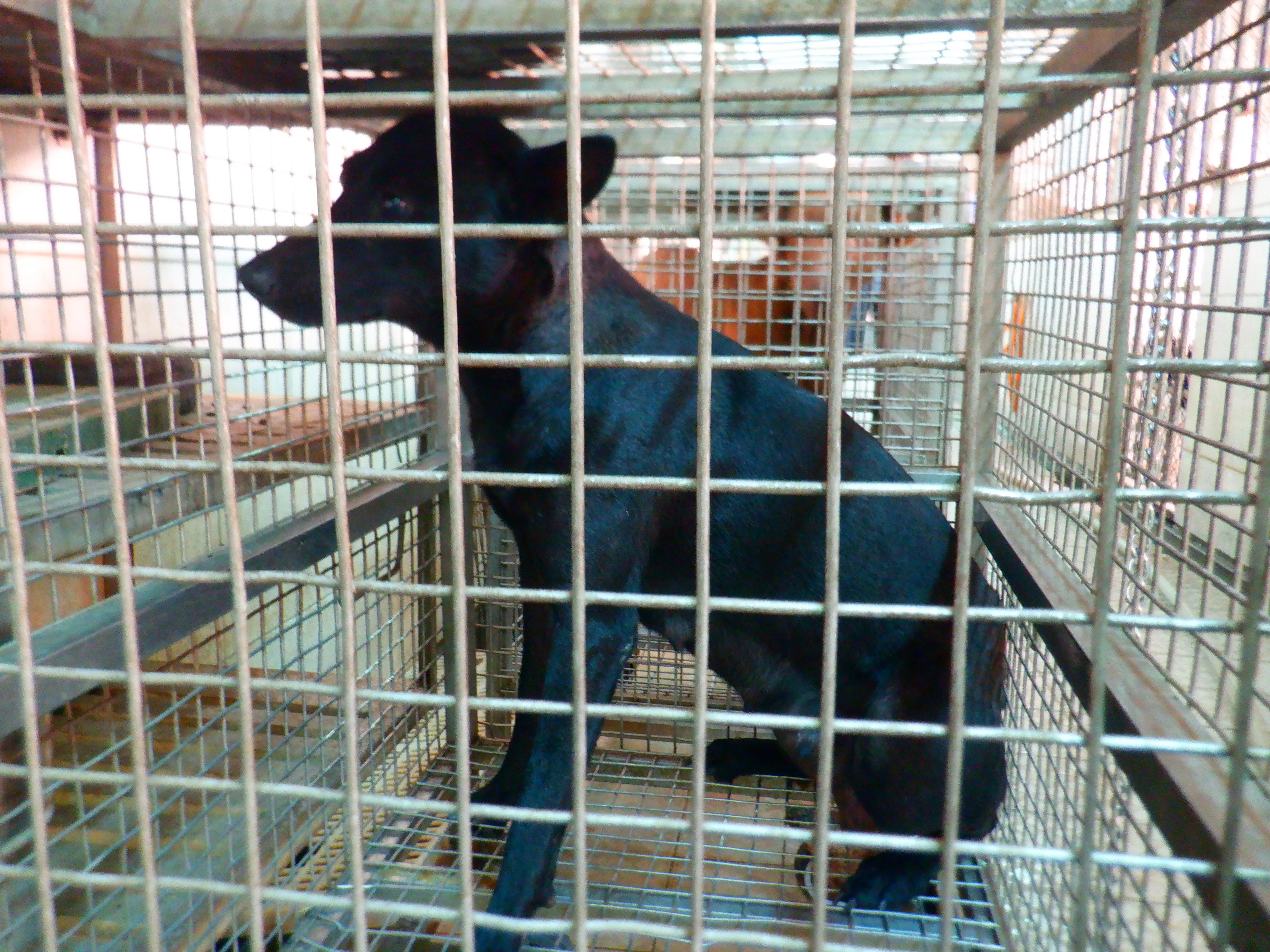 混種犬