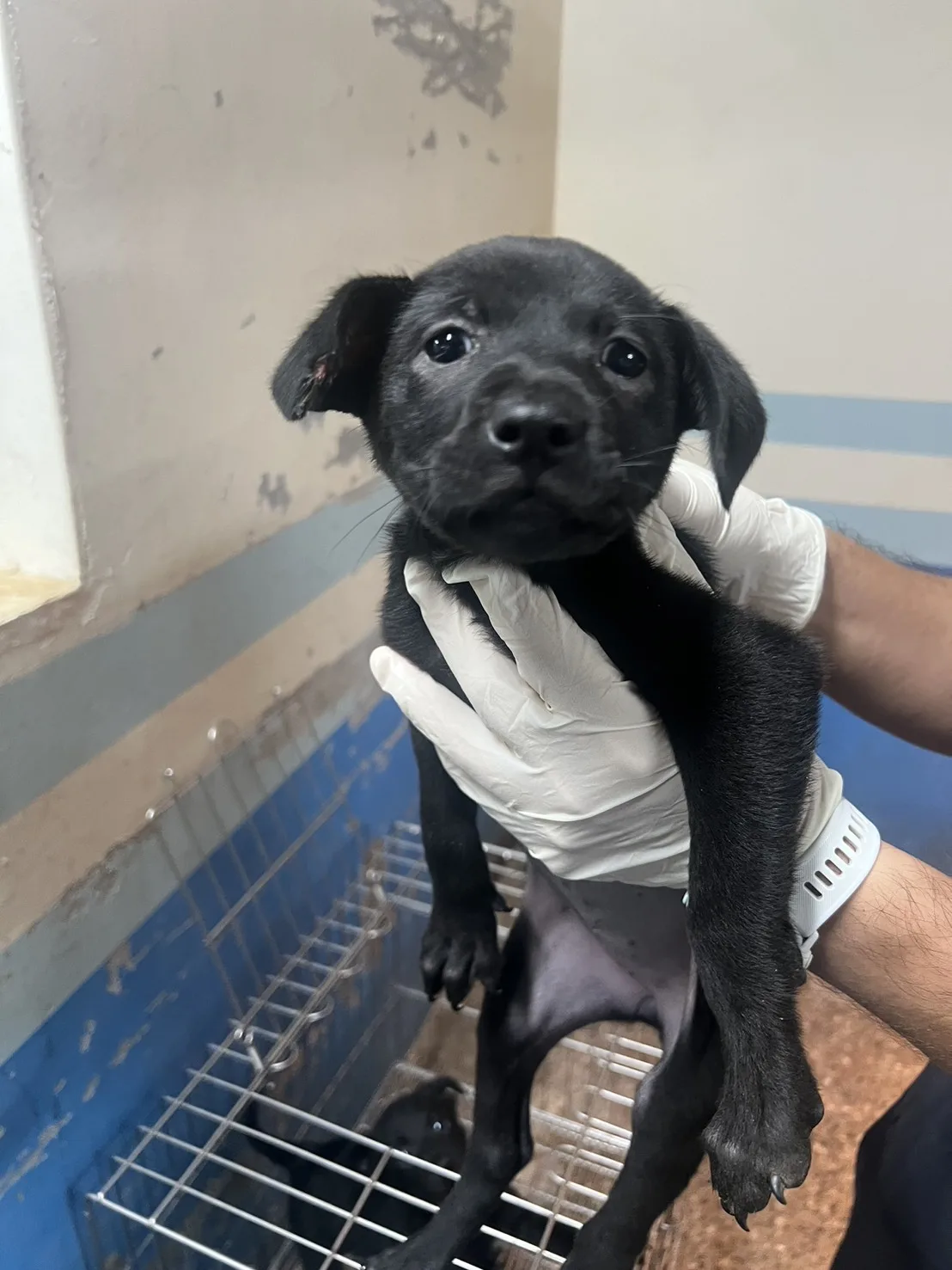 混種犬