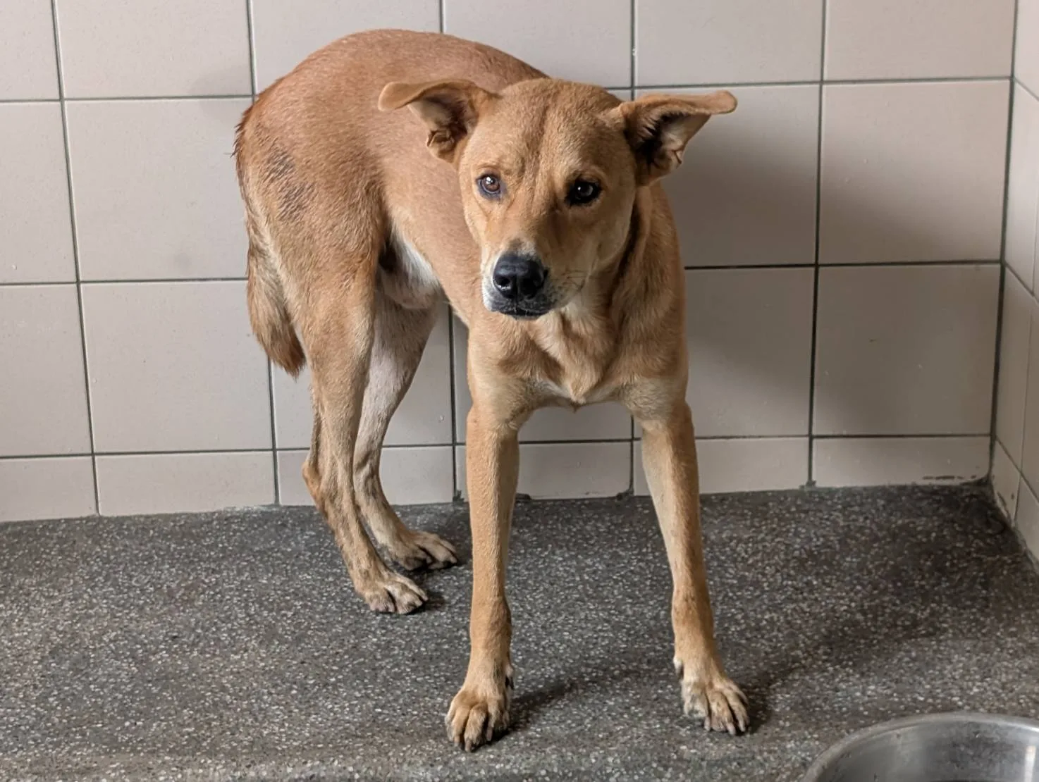 混種犬