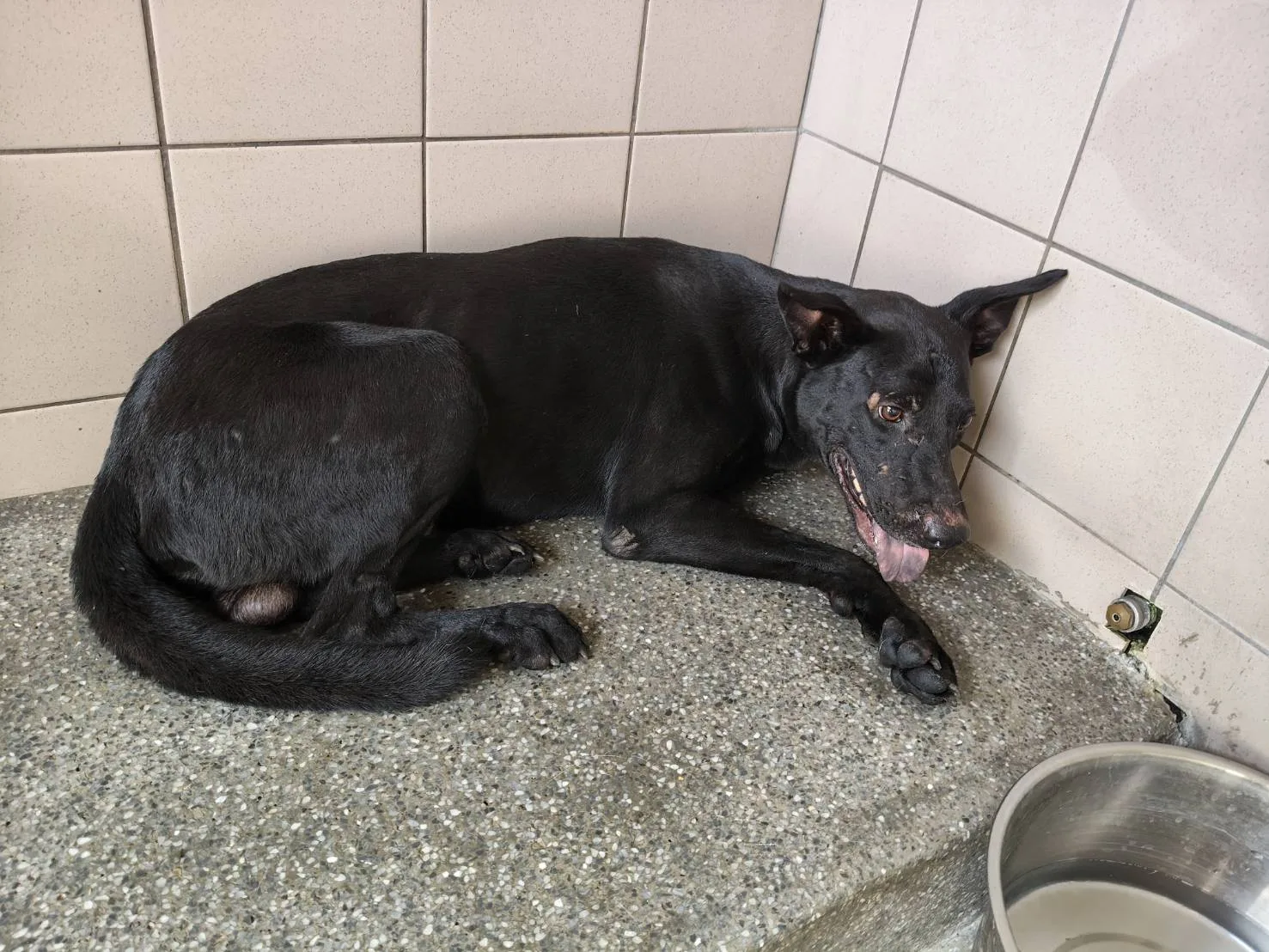 混種犬