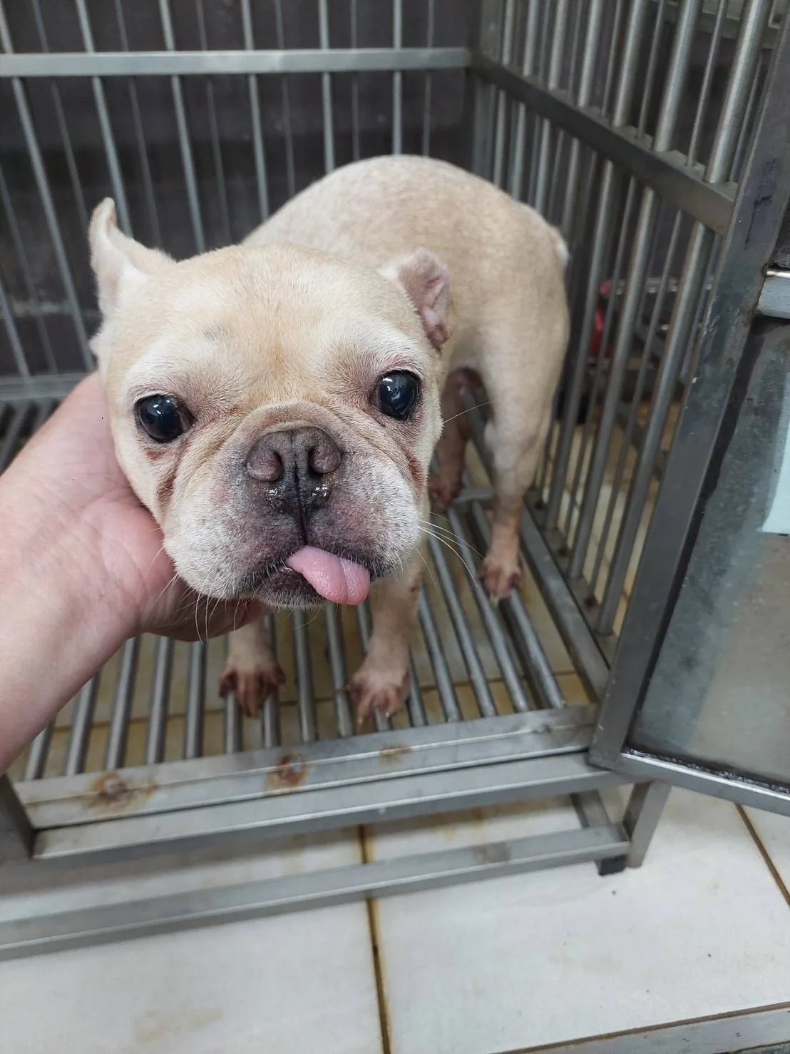 法國鬥牛犬