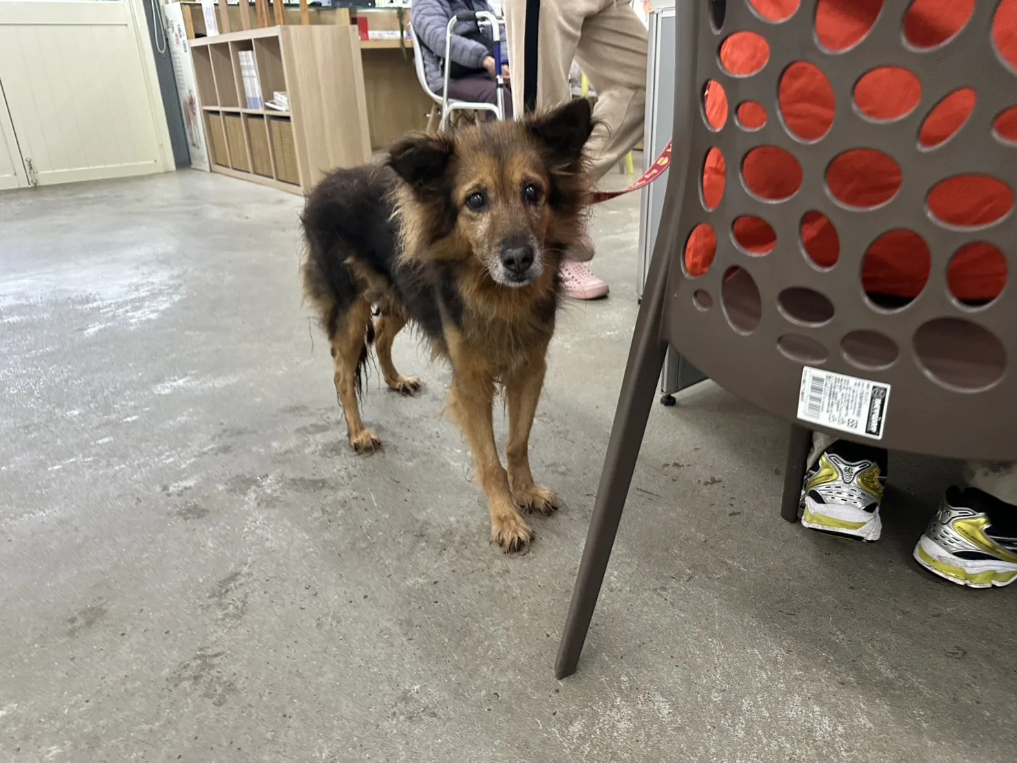混種犬