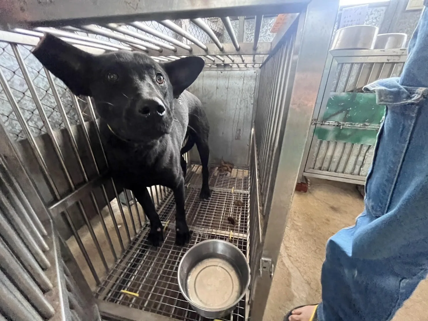 混種犬