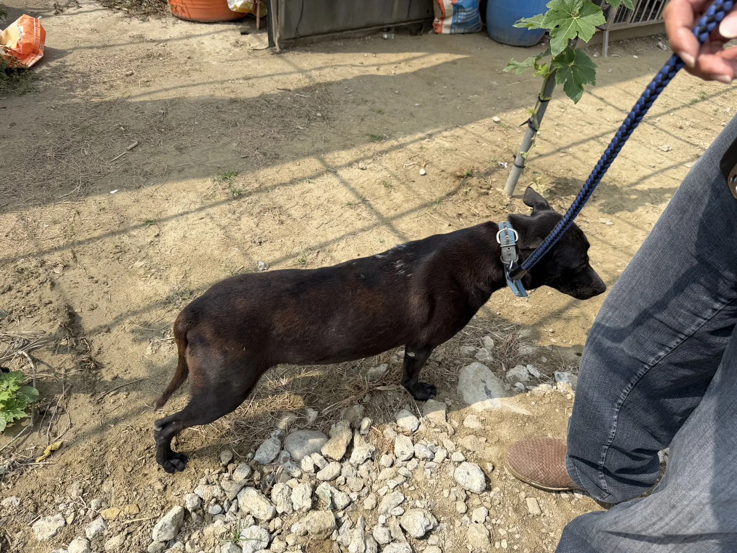 混種犬