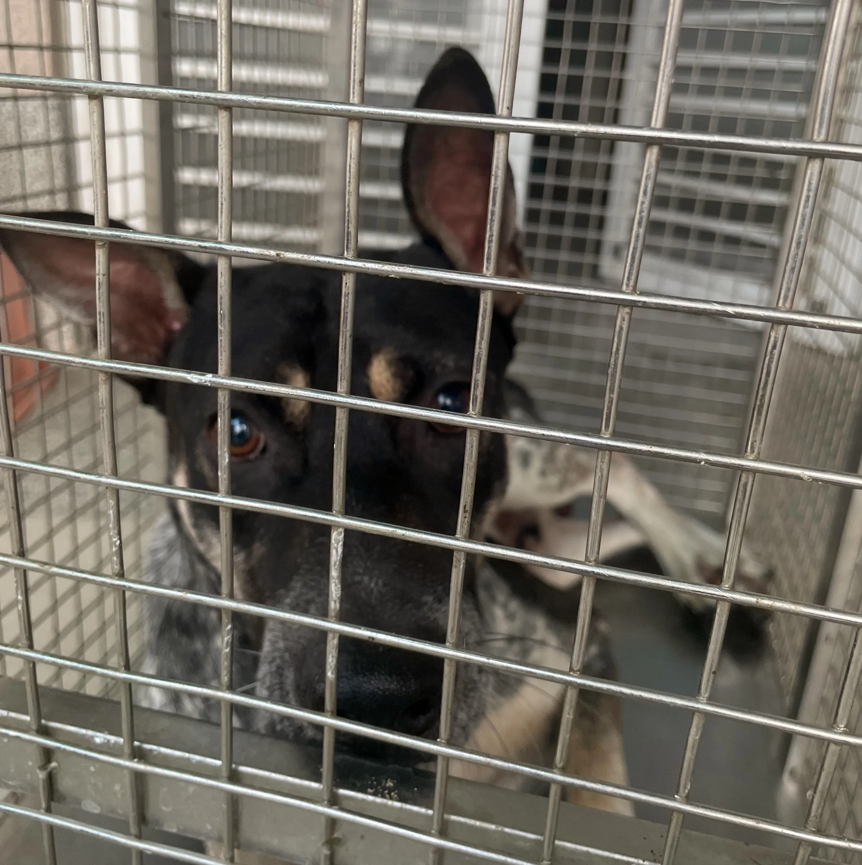 混種犬