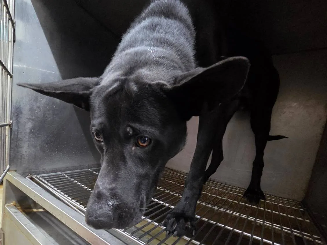 混種犬