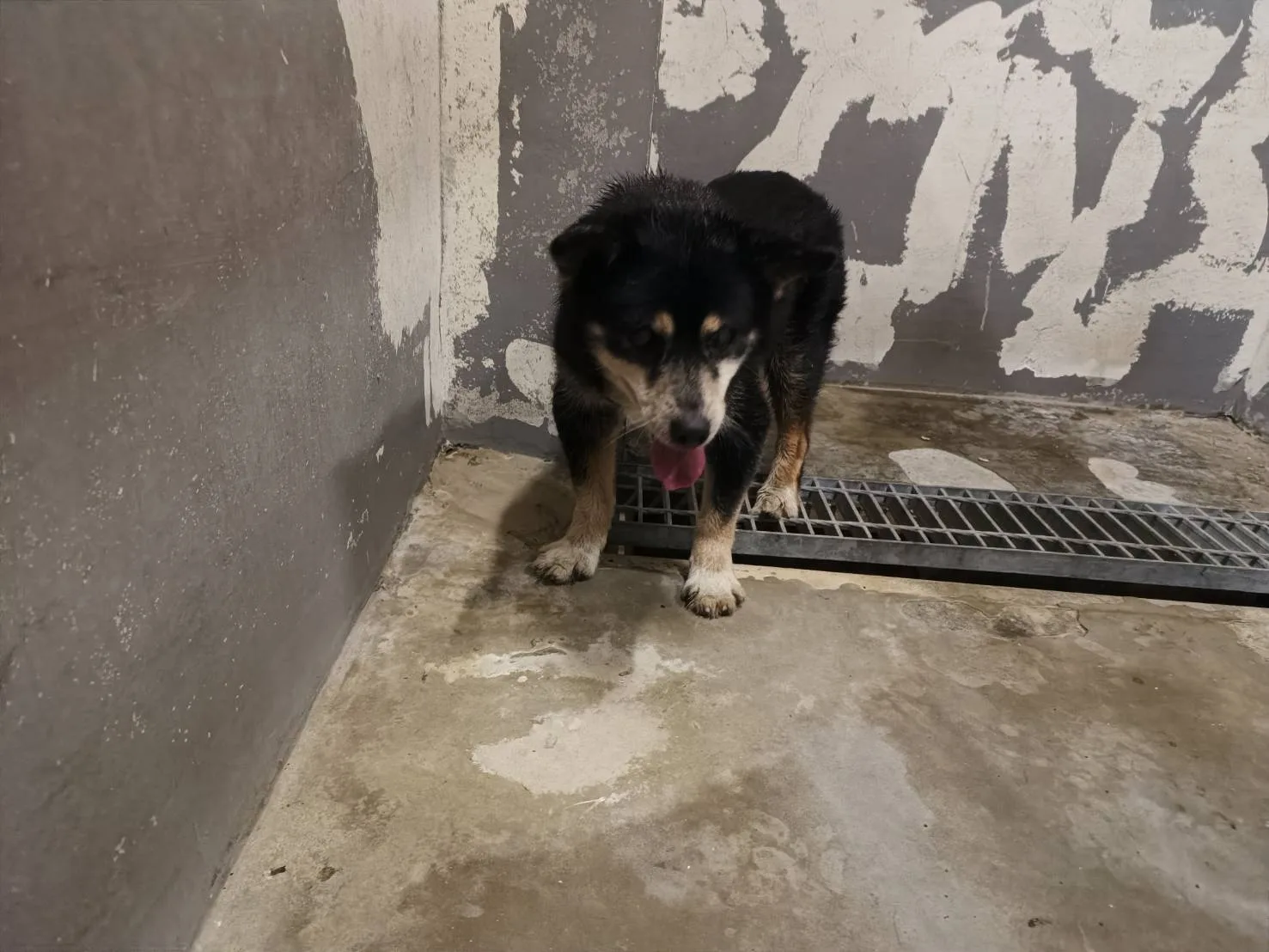 混種犬