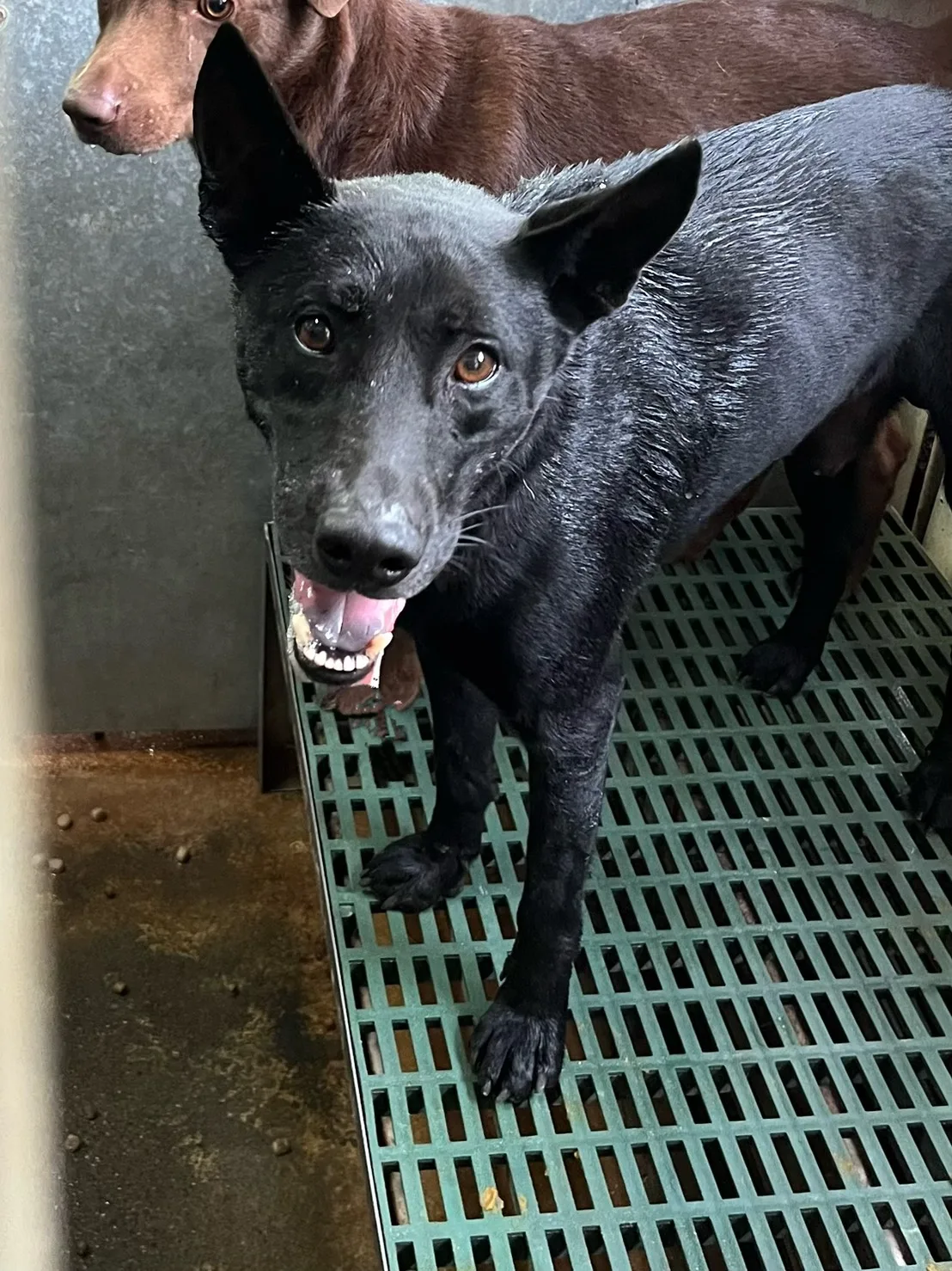 混種犬