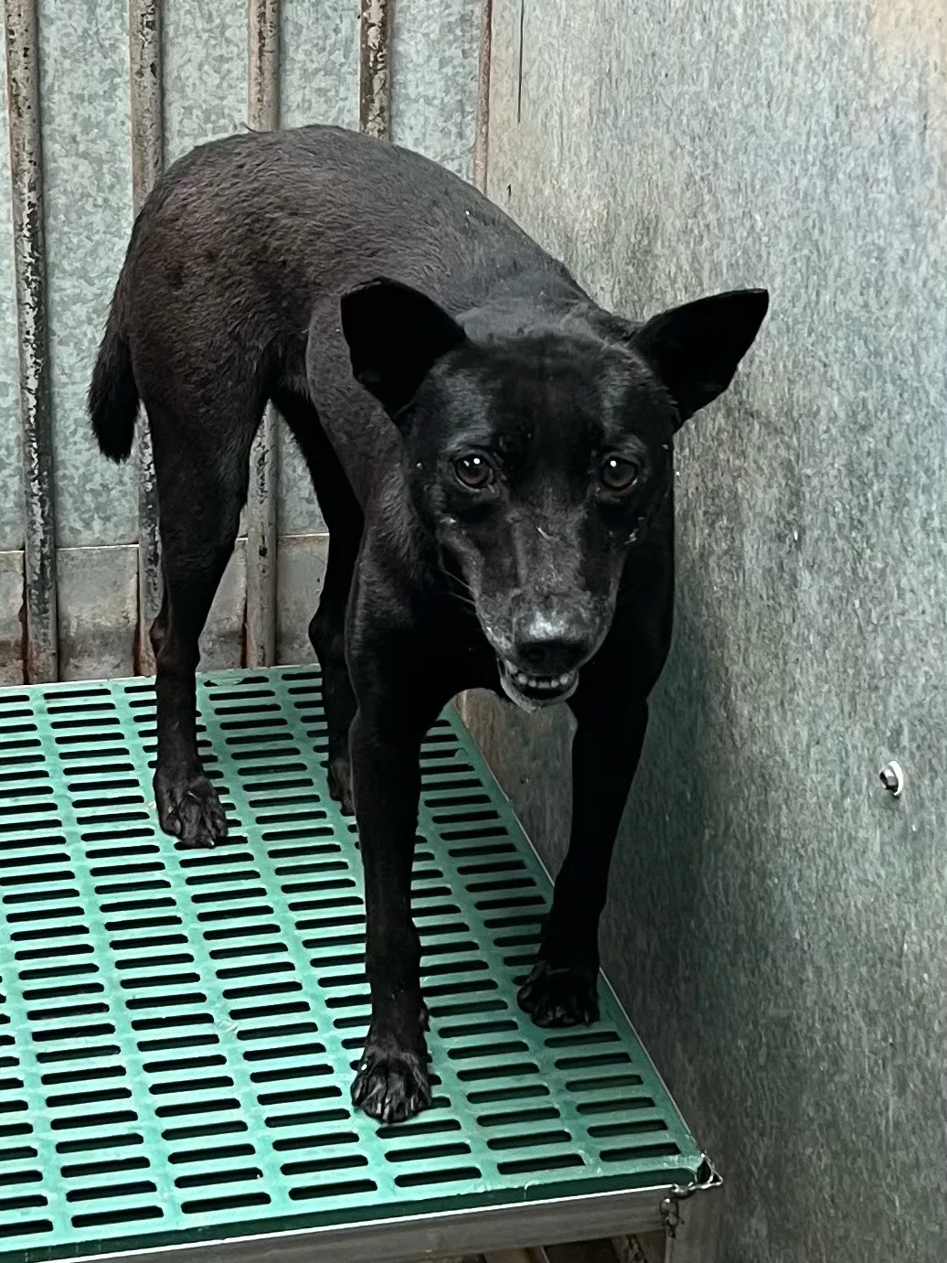 混種犬