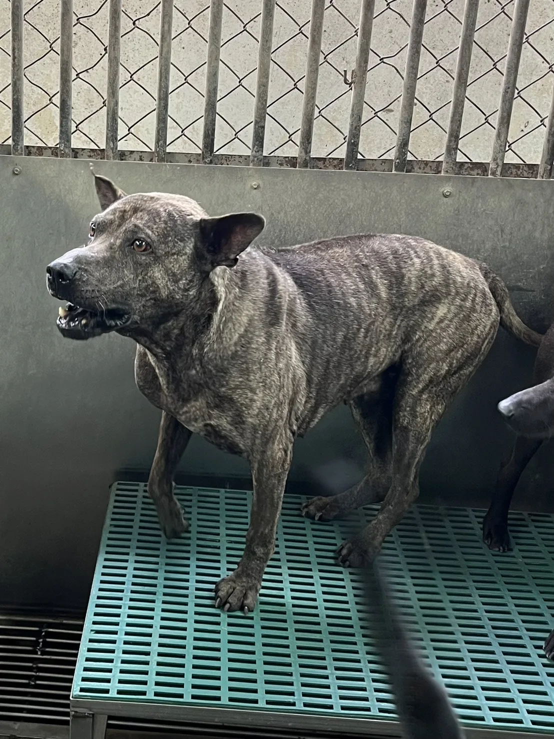 混種犬