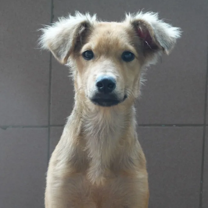 混種犬