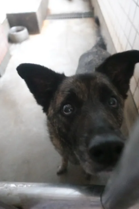 混種犬