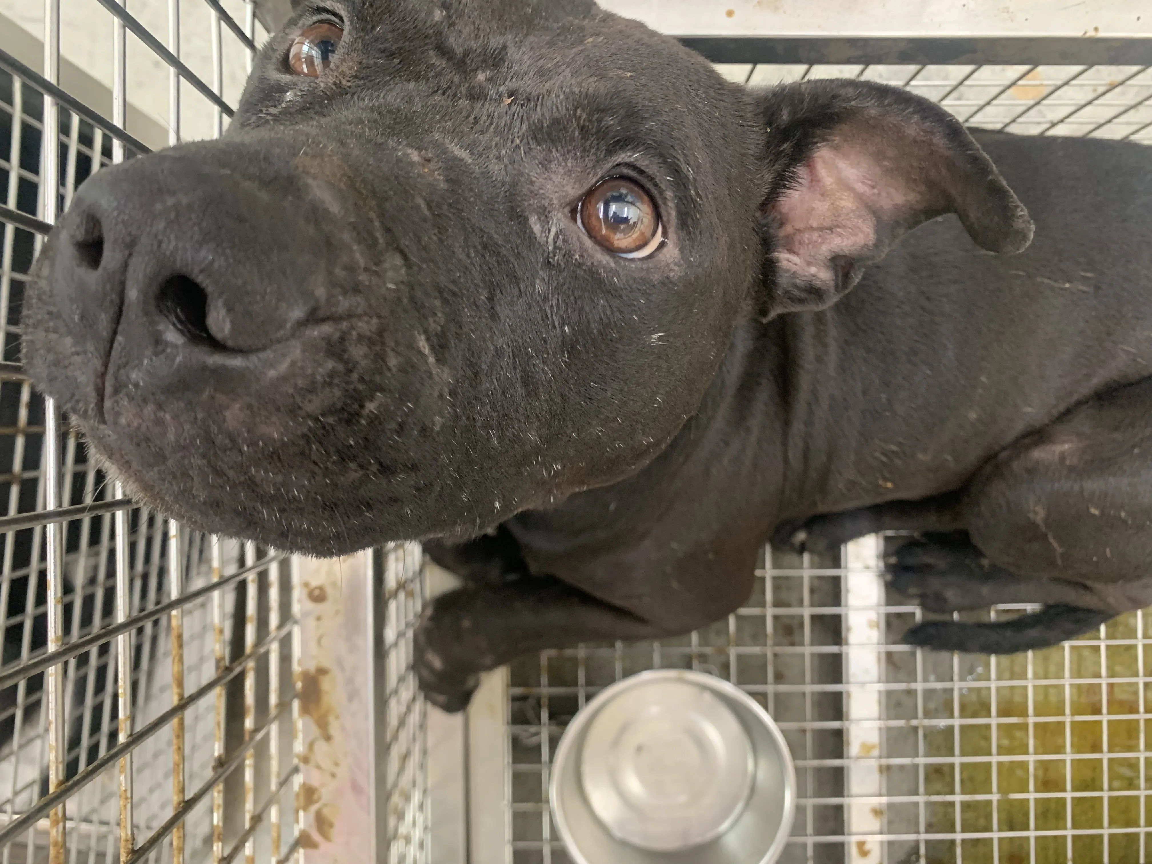 混種犬