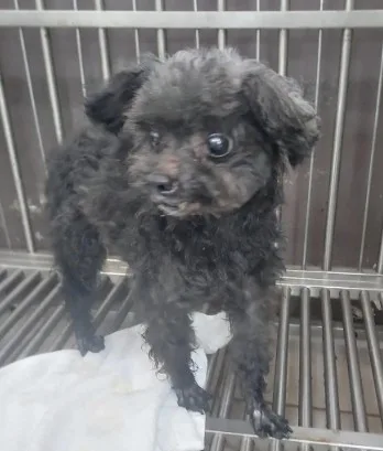 玩具貴賓犬