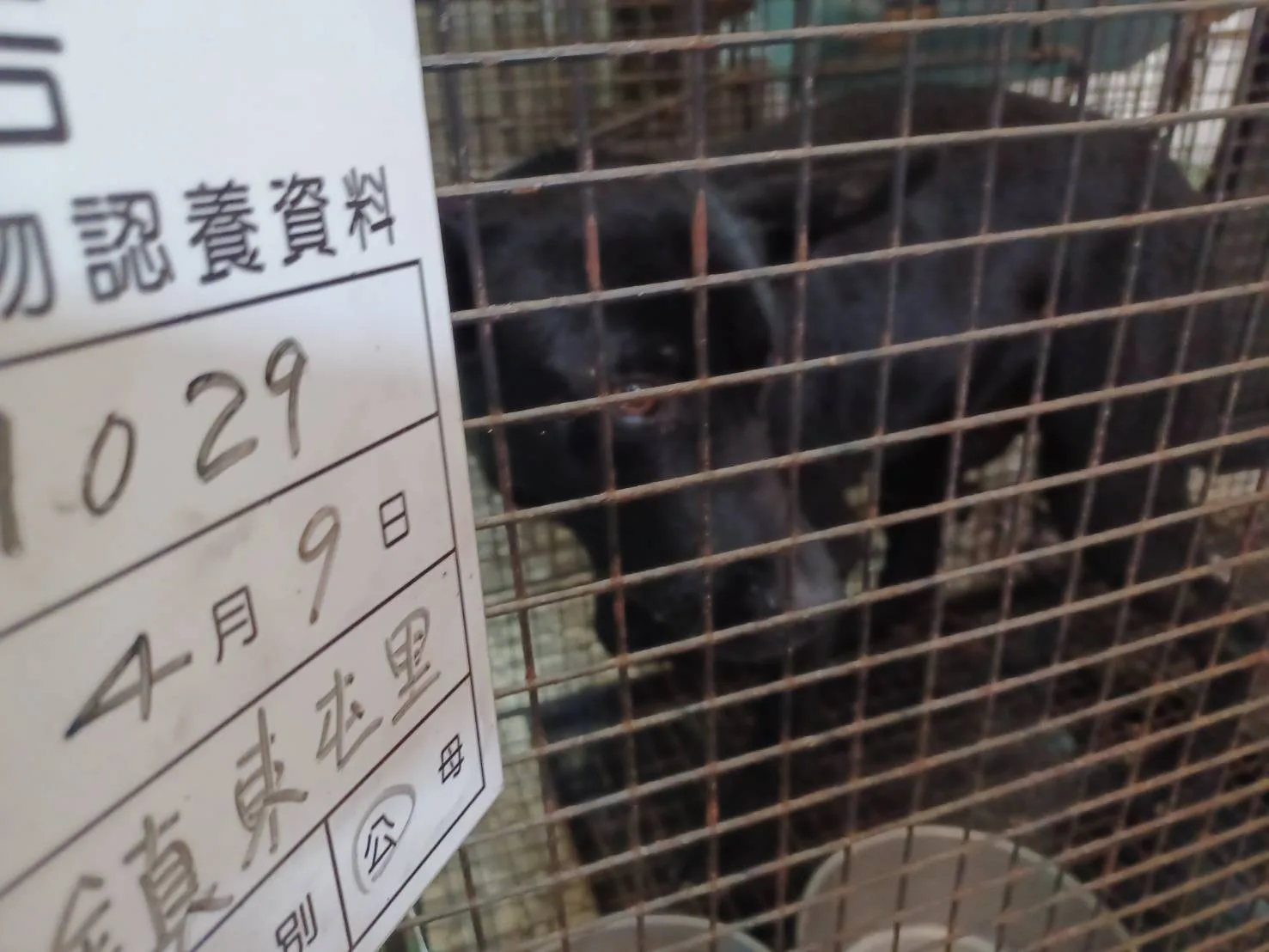 混種犬