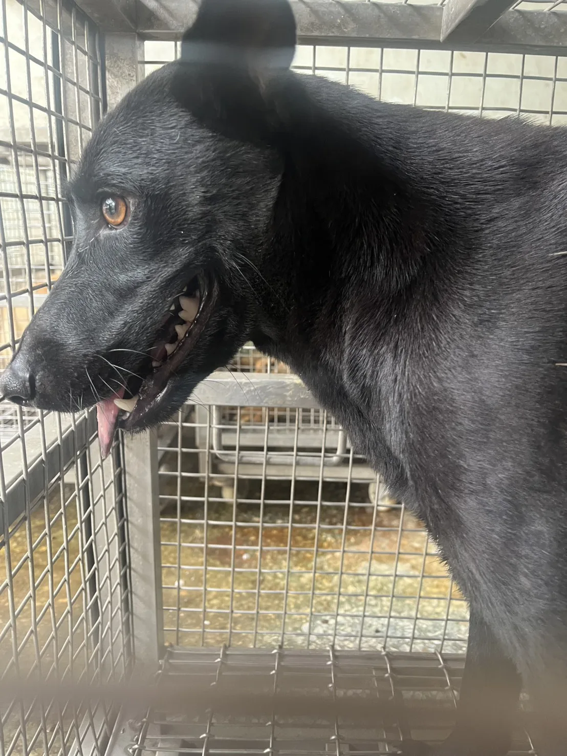 混種犬
