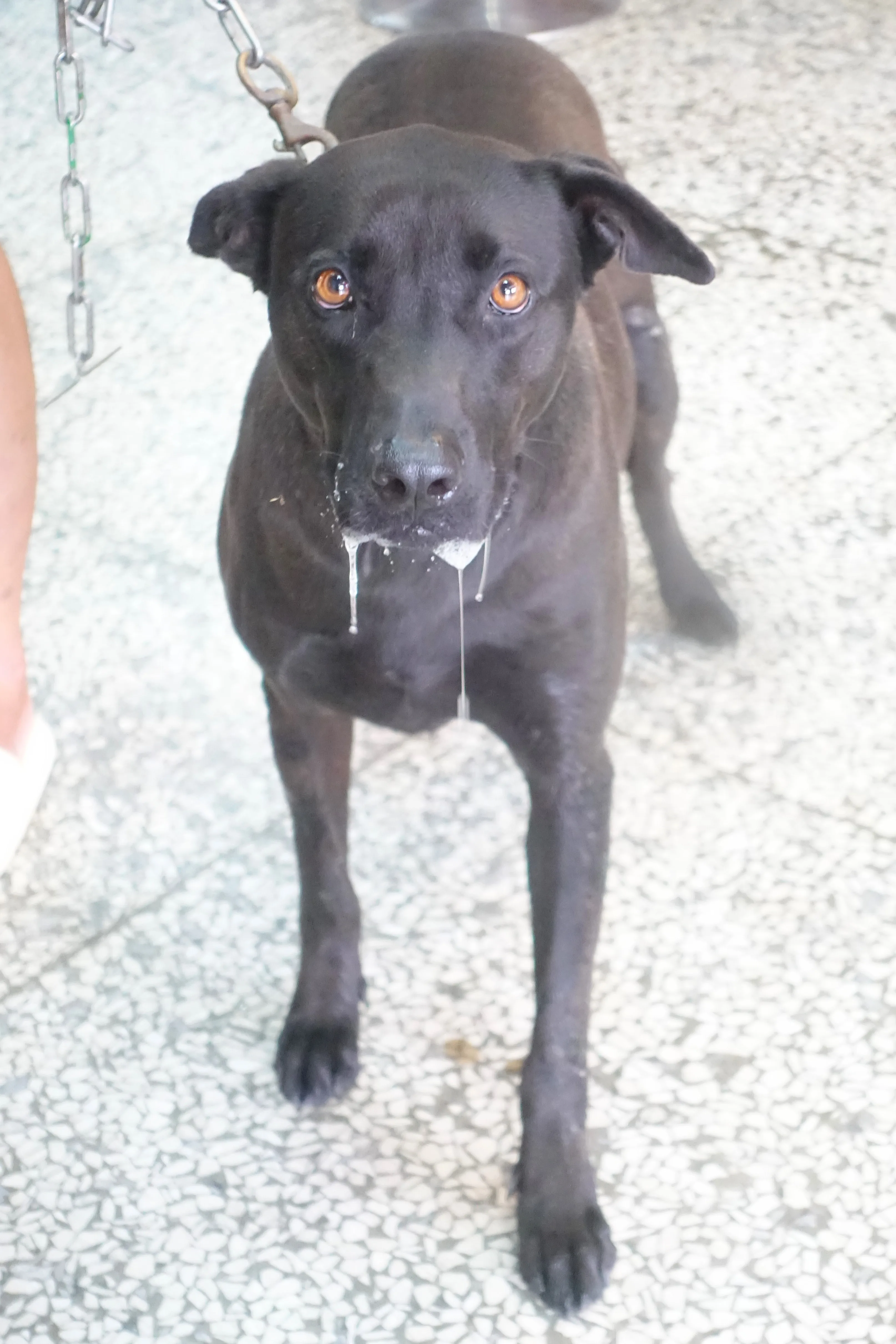 混種犬