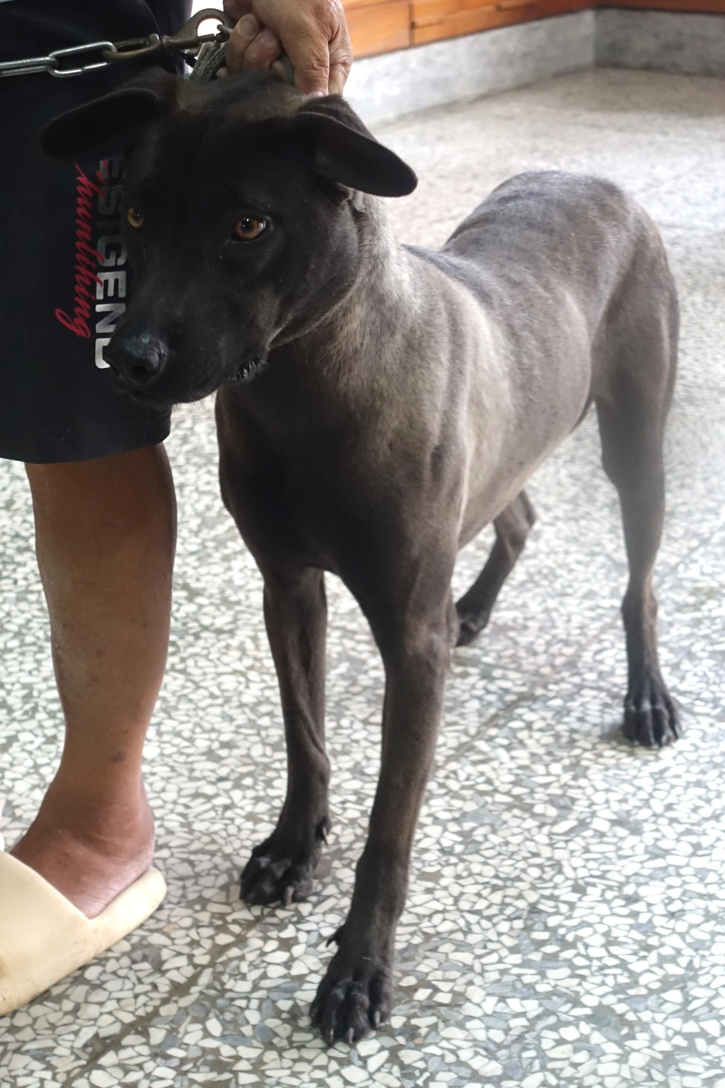 混種犬