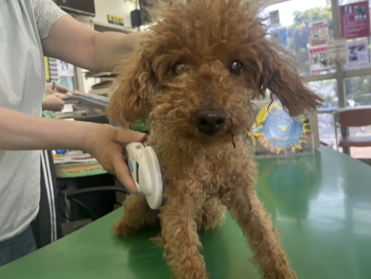 貴賓犬