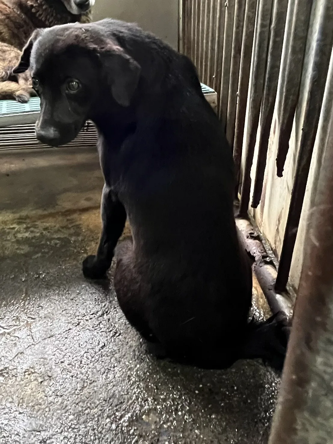 混種犬